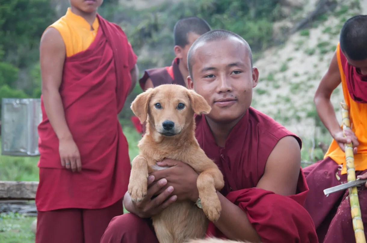 世界第一！不丹「全國浪犬」結紮完畢 超過15萬犬隻絕育＋打疫苗 | ETtoday寵物雲 | ETtoday新聞雲